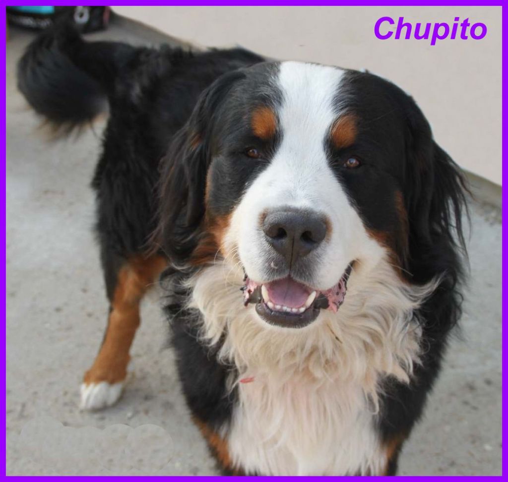 Nos chiots nés le 25 mars 2019